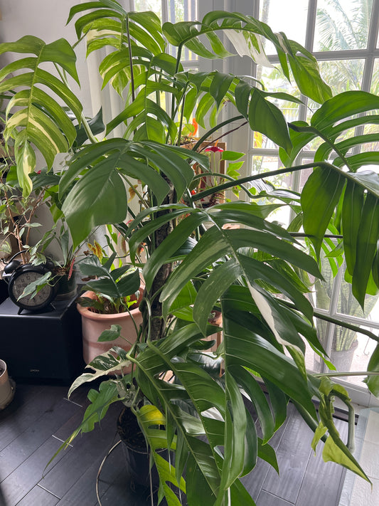 Live Plants: Monstera Albo 10” Totem