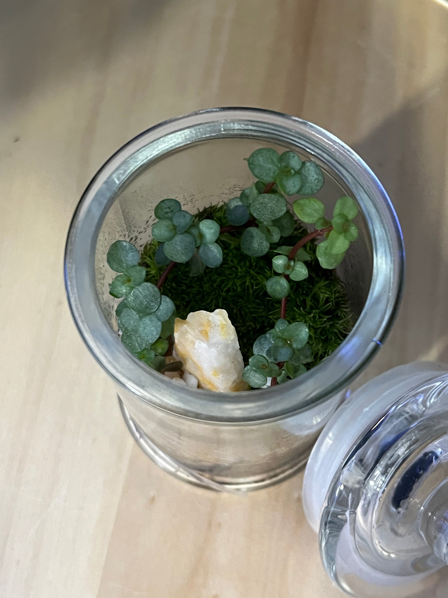 Terrarium 817