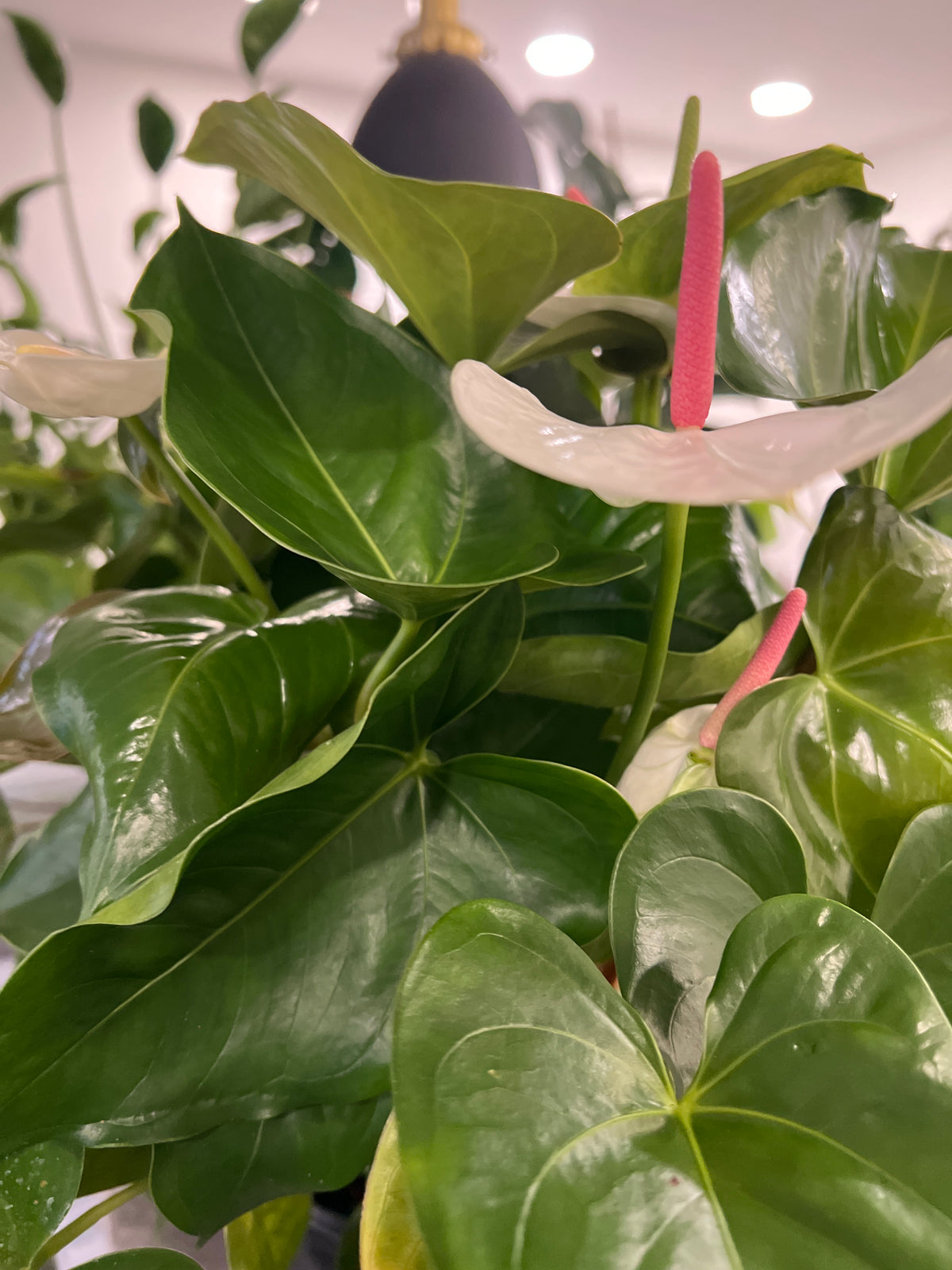 Assorted Anthurium 6” pot