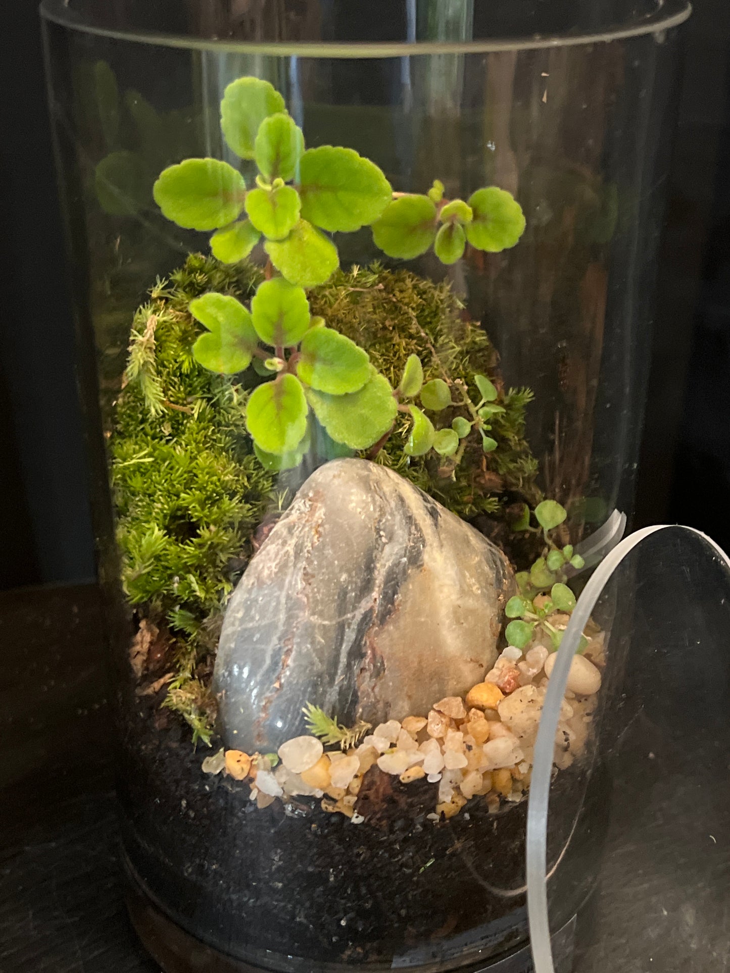 Terrarium 683