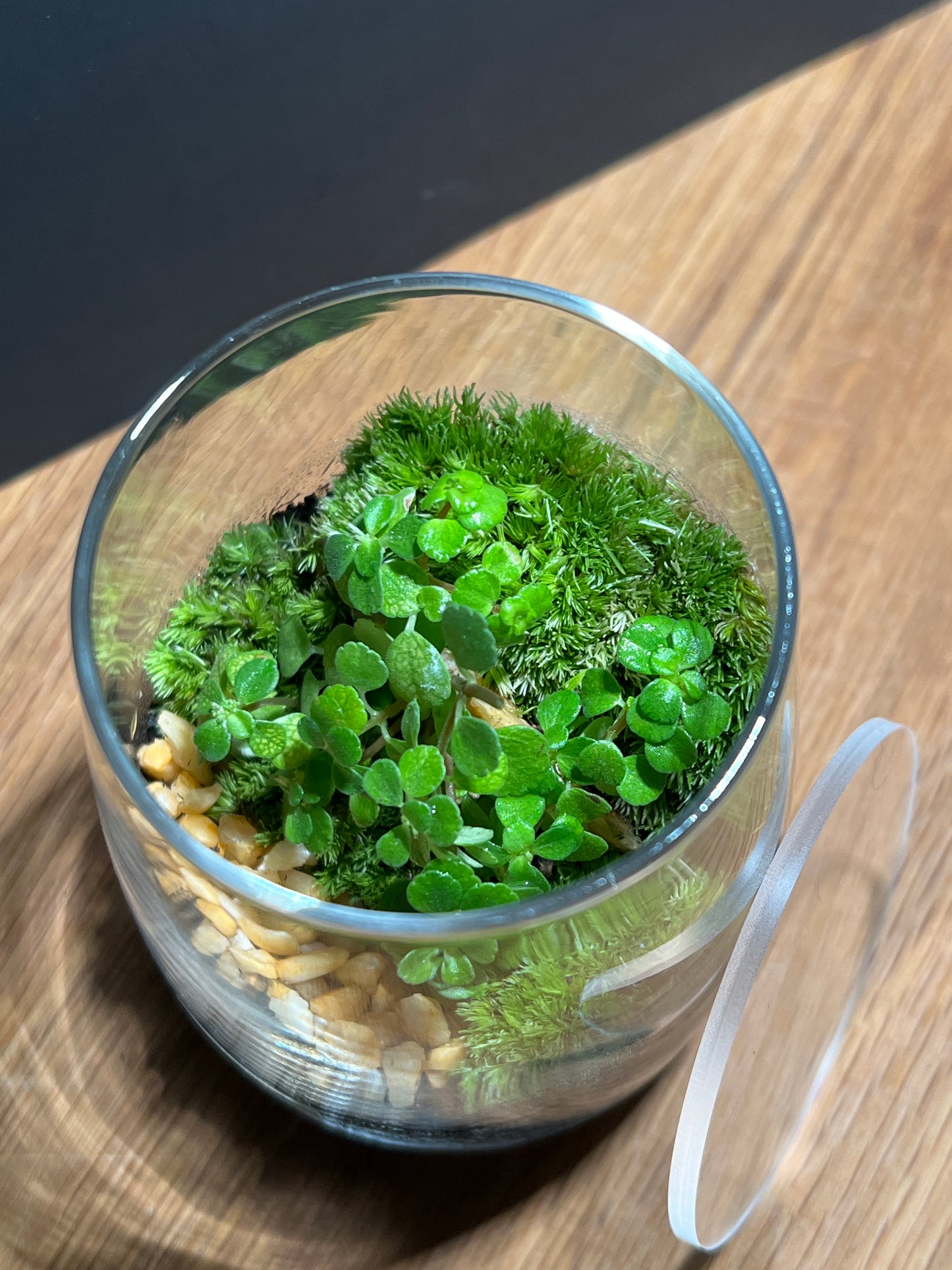 Terrarium 536