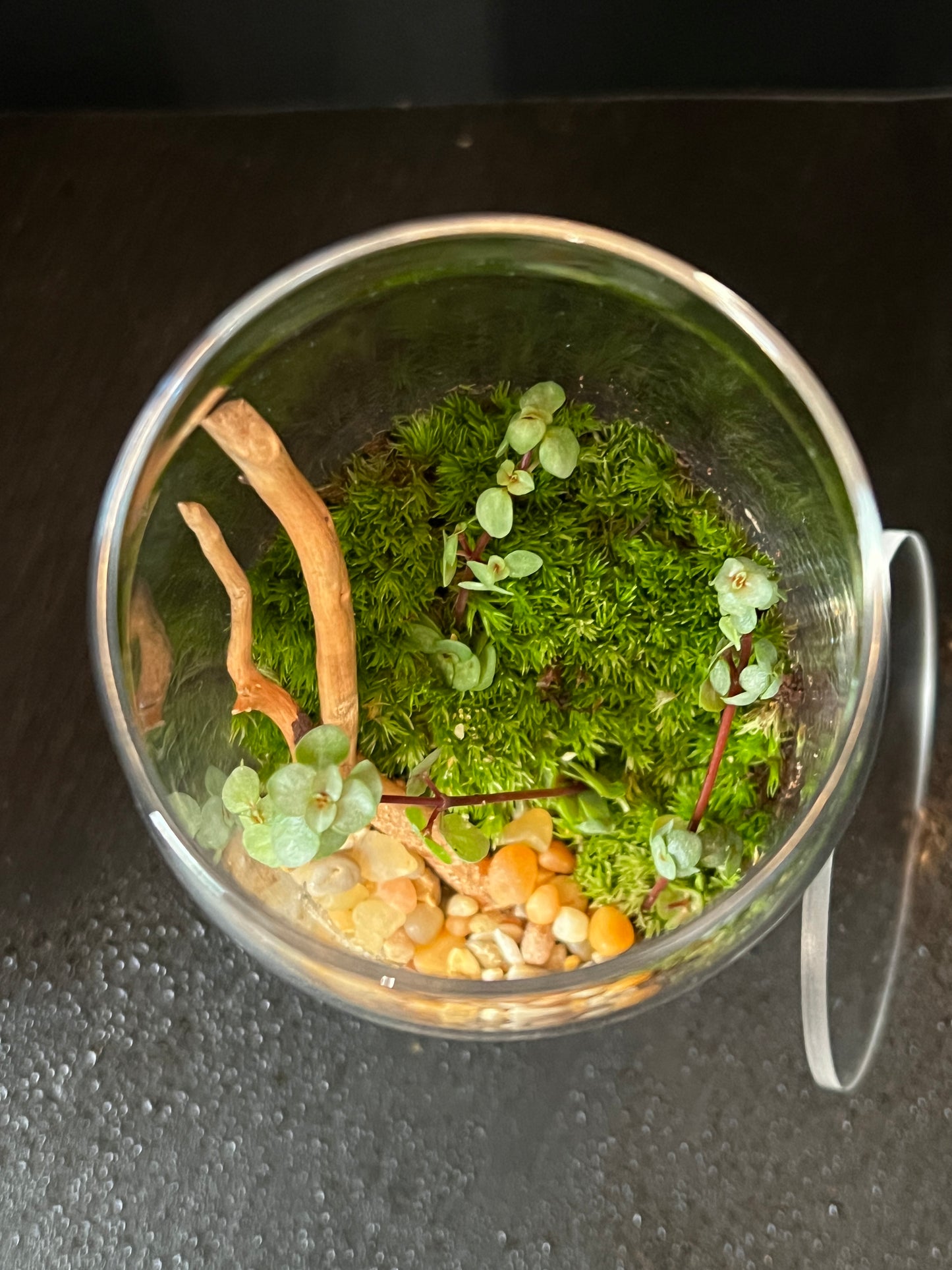 Terrarium 875