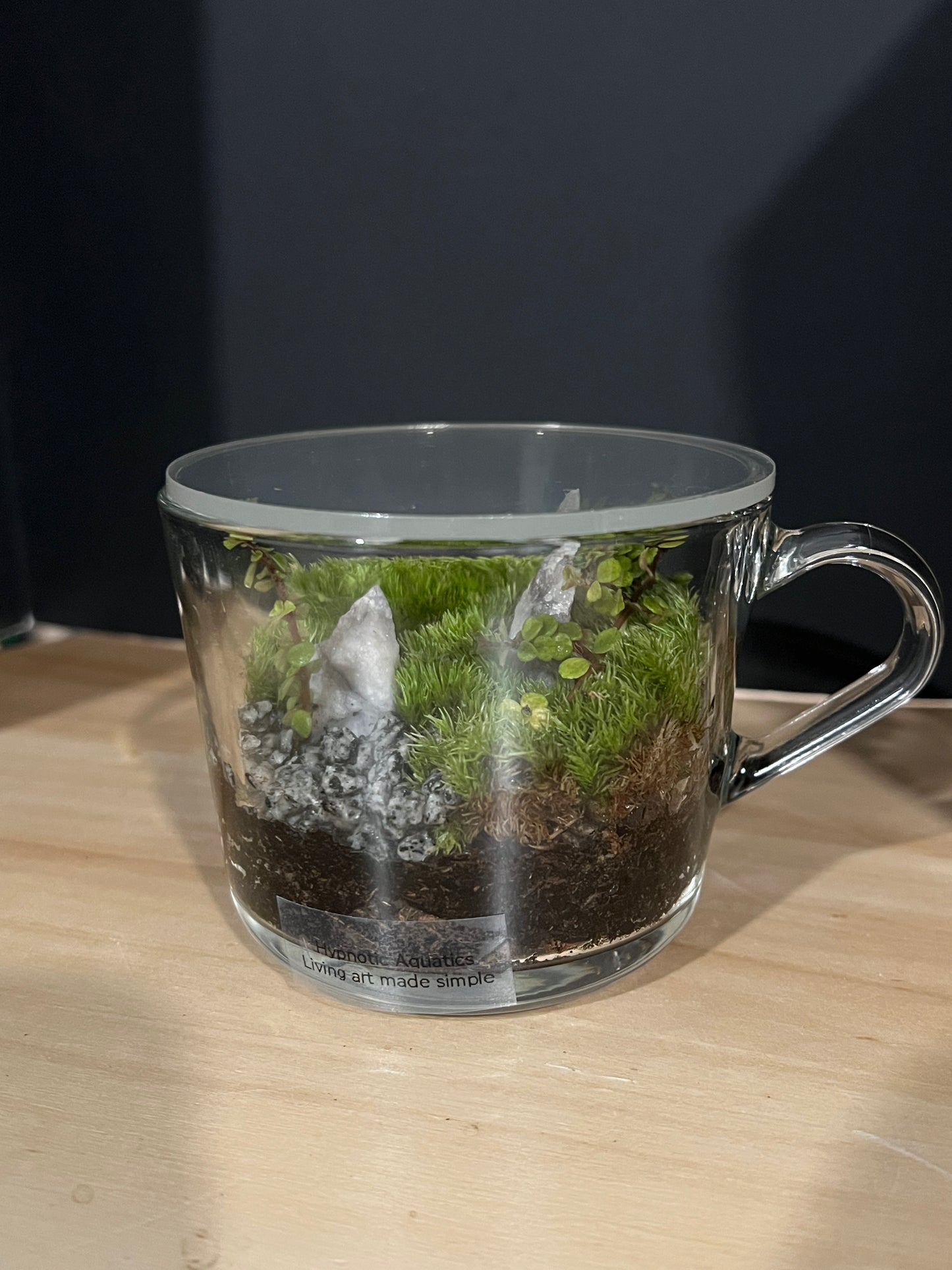 Terrarium 812