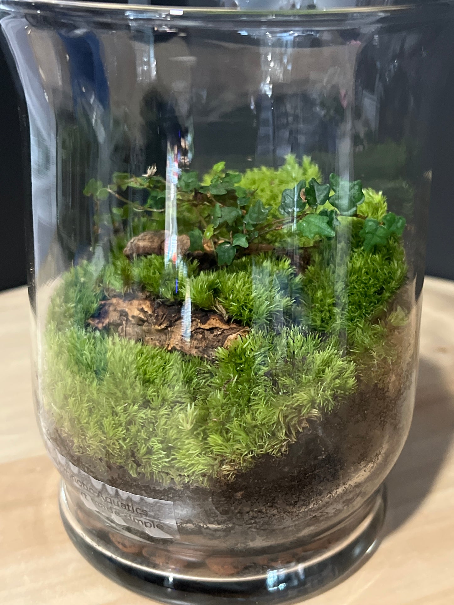 Terrarium 731