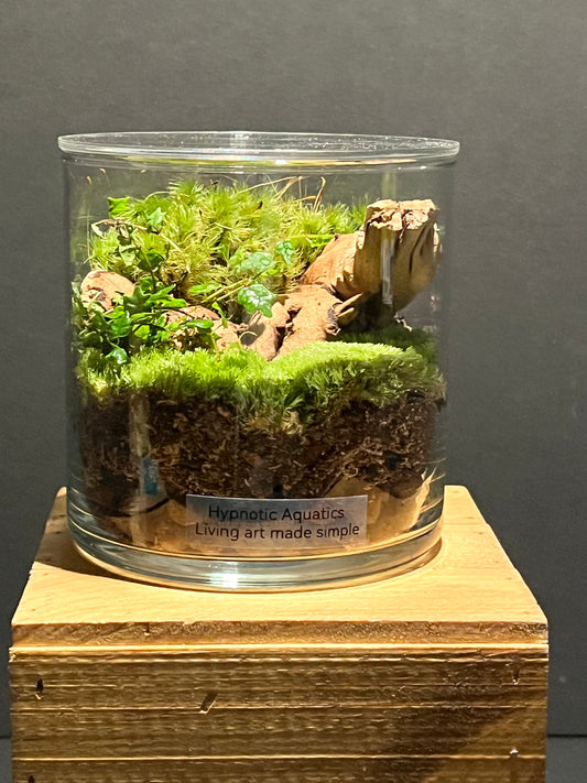 Terrarium #175