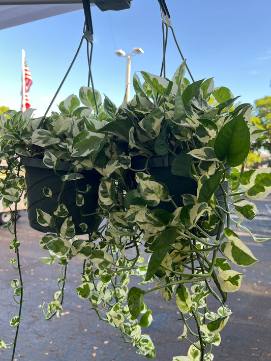 Live Plants: Variegated Pothos