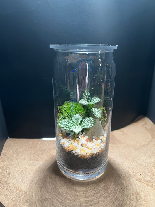 Terrarium 849