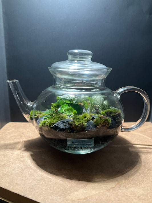 Terrarium 505