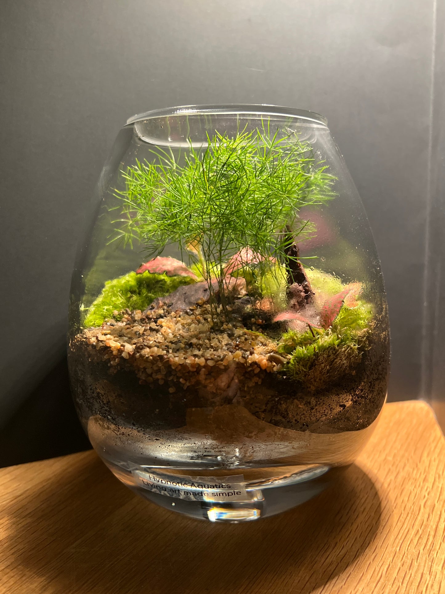 Terrarium 515