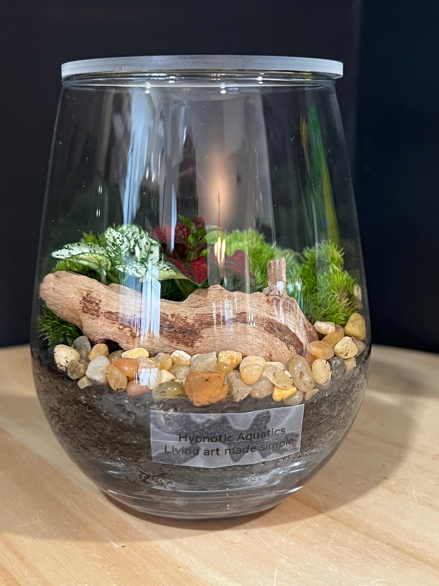 Terrarium 905