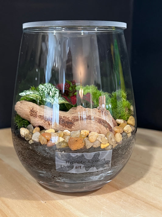Terrarium 905