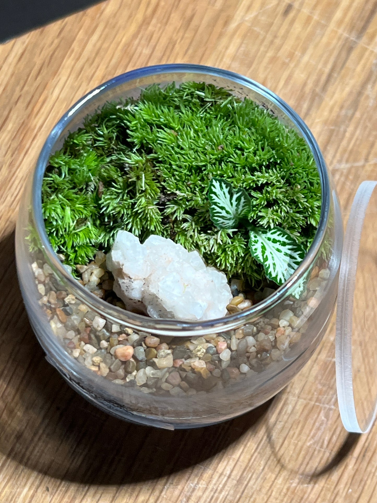 Terrarium 530