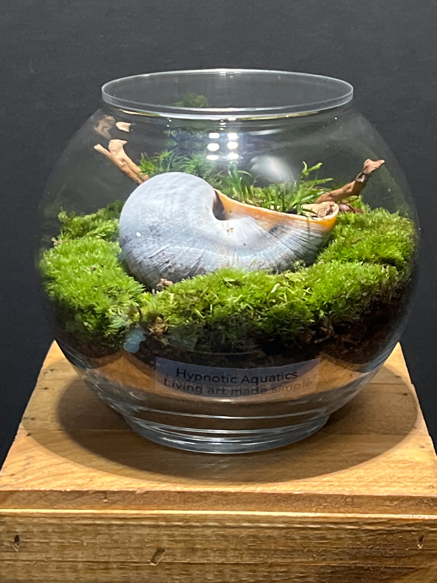 Terrarium #123