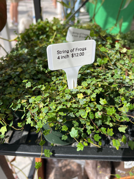 Live Plants: 4” String of Frogs (Ficus)