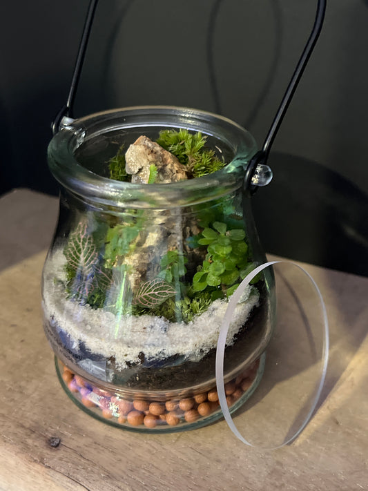 Terrarium 476