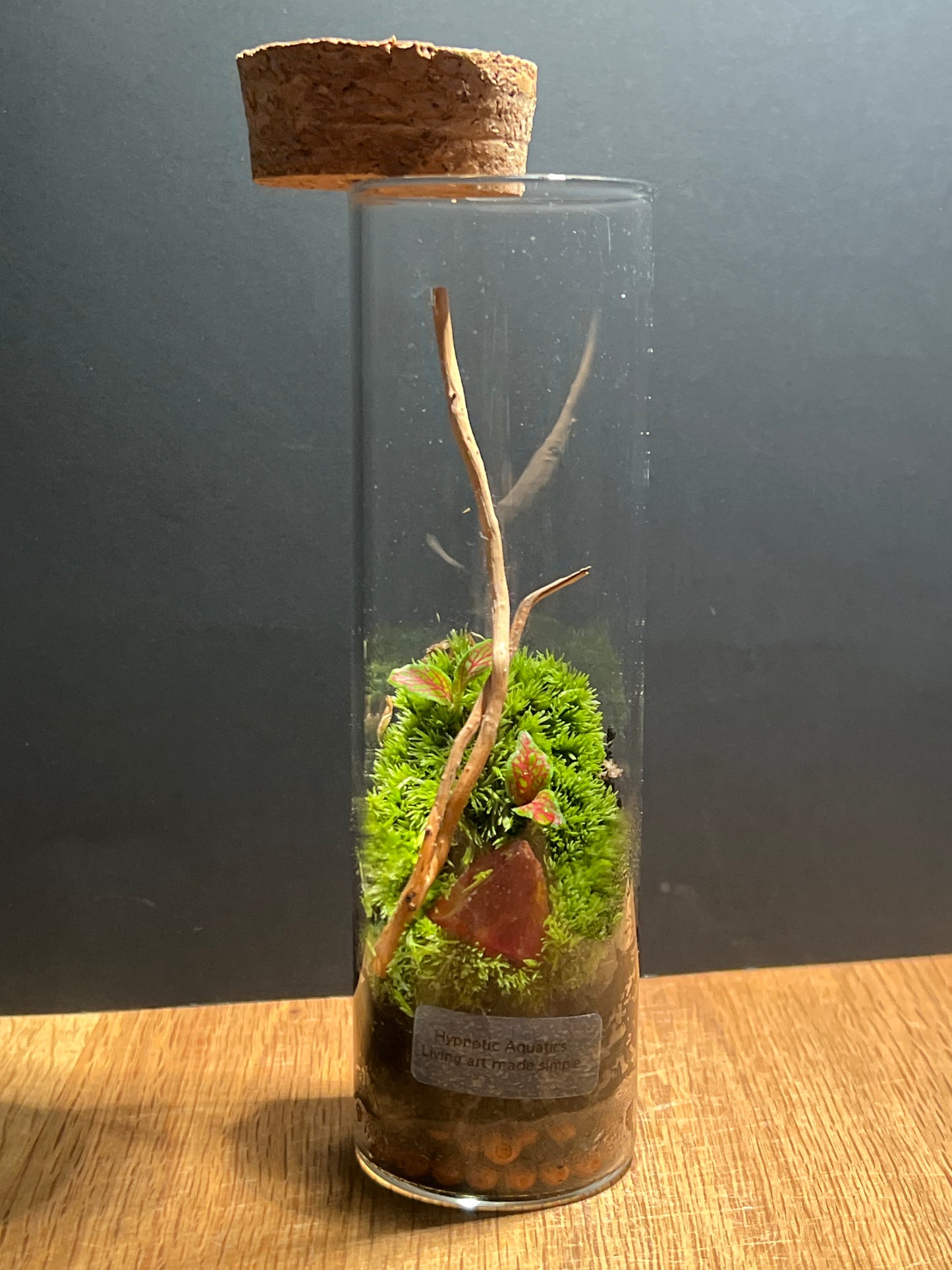 Terrarium 513