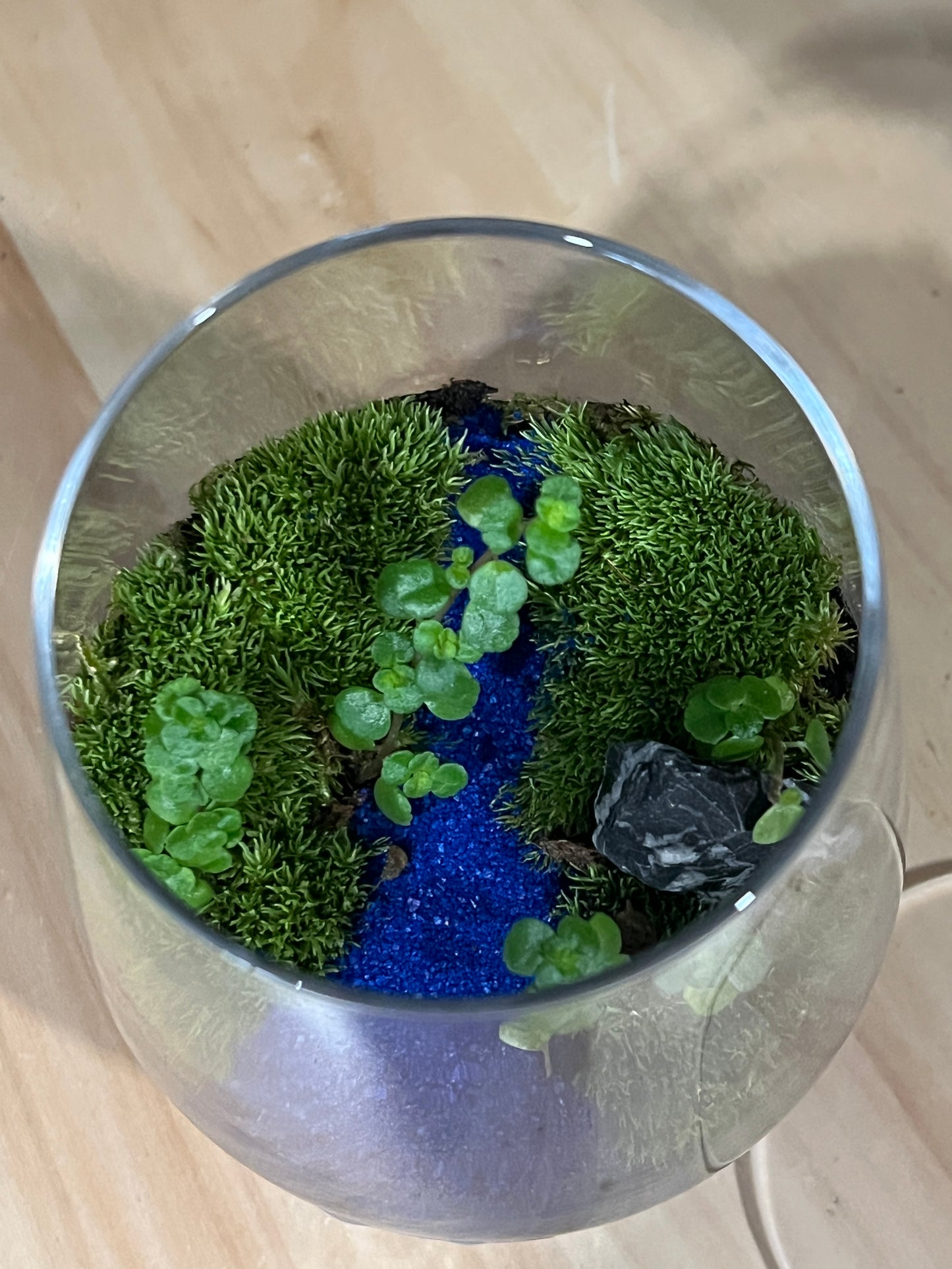 Terrarium 904
