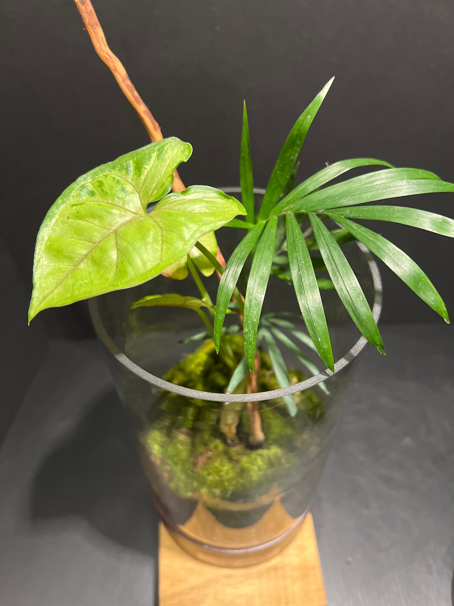 Terrarium 231