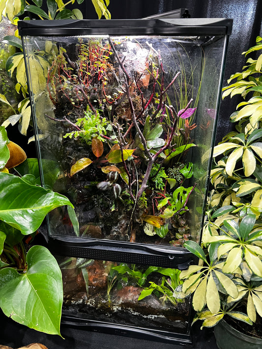 Paludarium 12x12x24