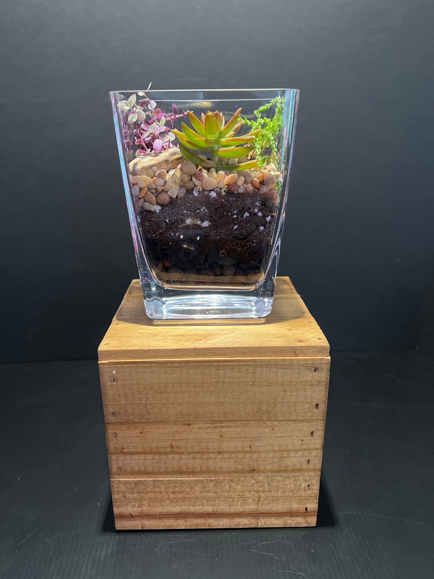 Terrarium #42