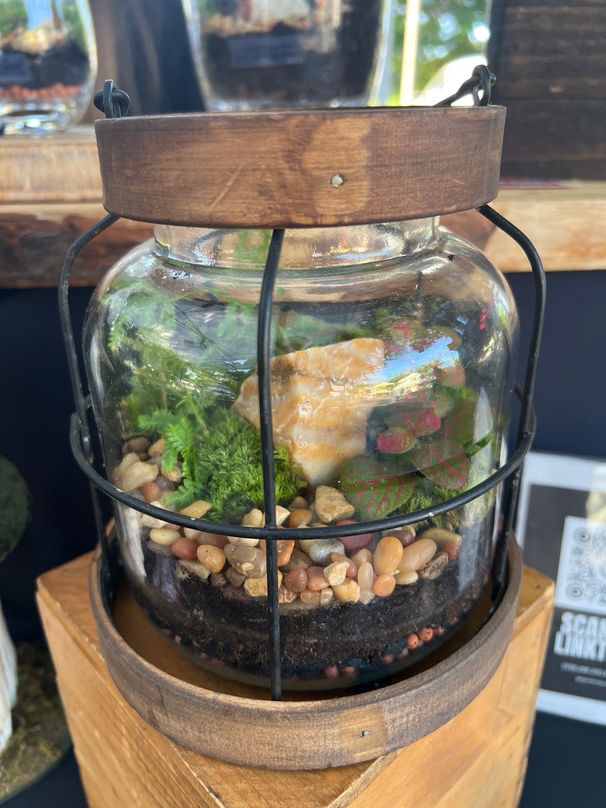 Terrarium 944