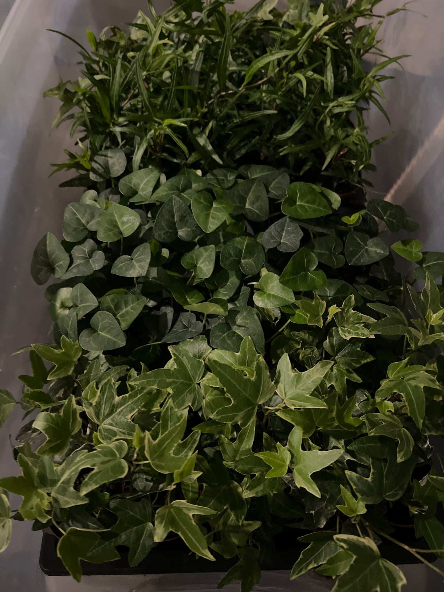 Live Plants: Hedera Mix