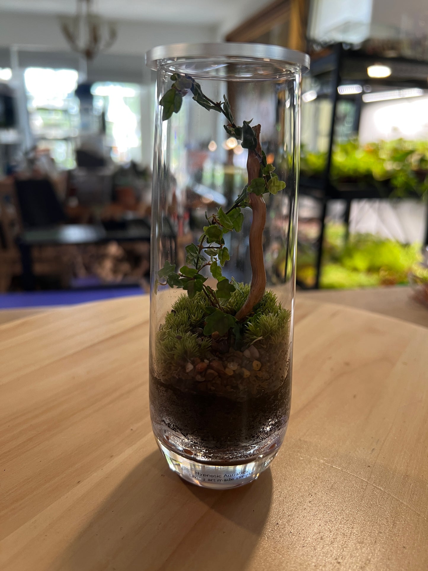 Terrarium 834