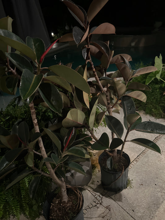 Live Plants: Ficus Burgundy Rubber Tree