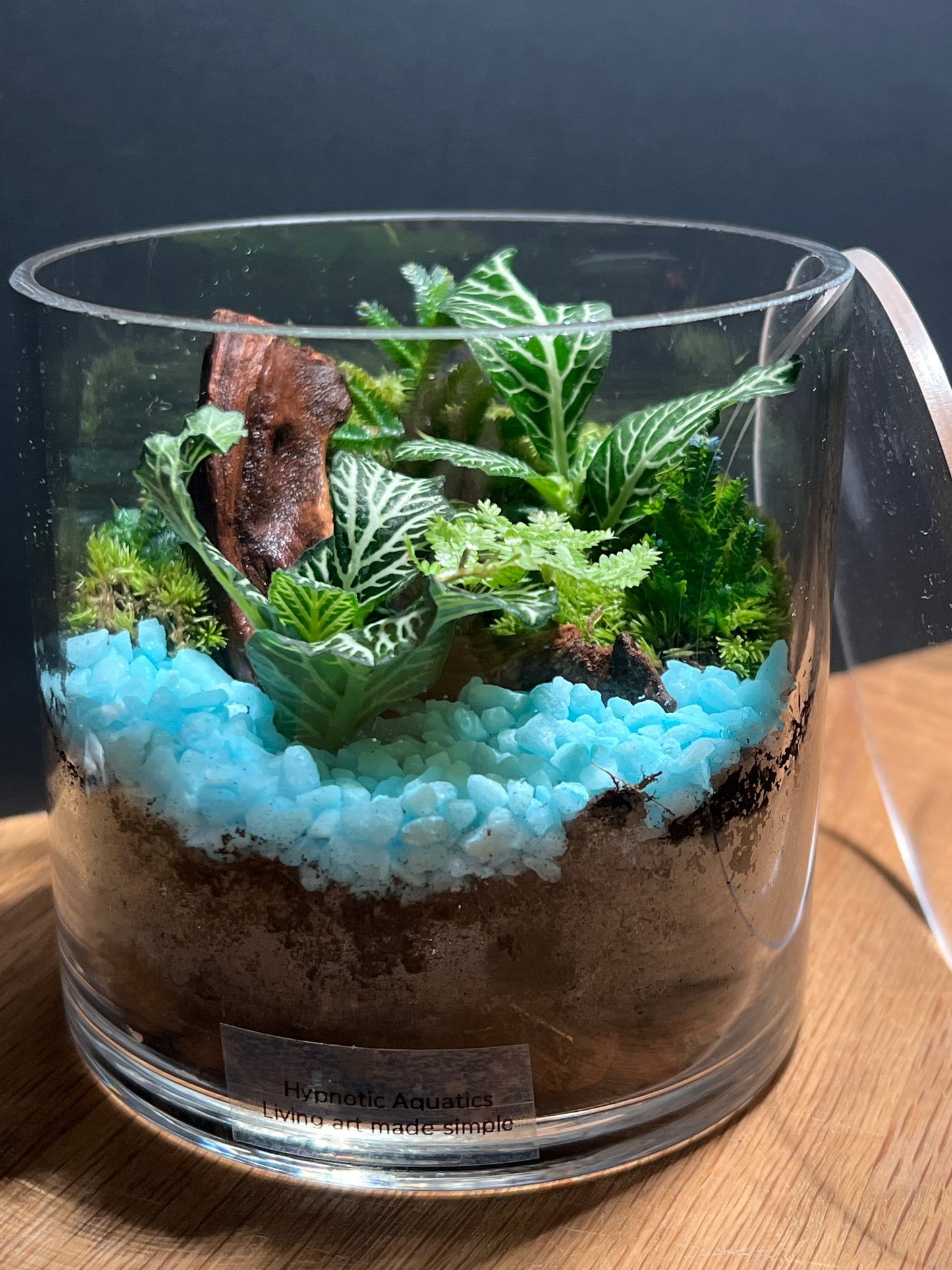 Terrarium 516