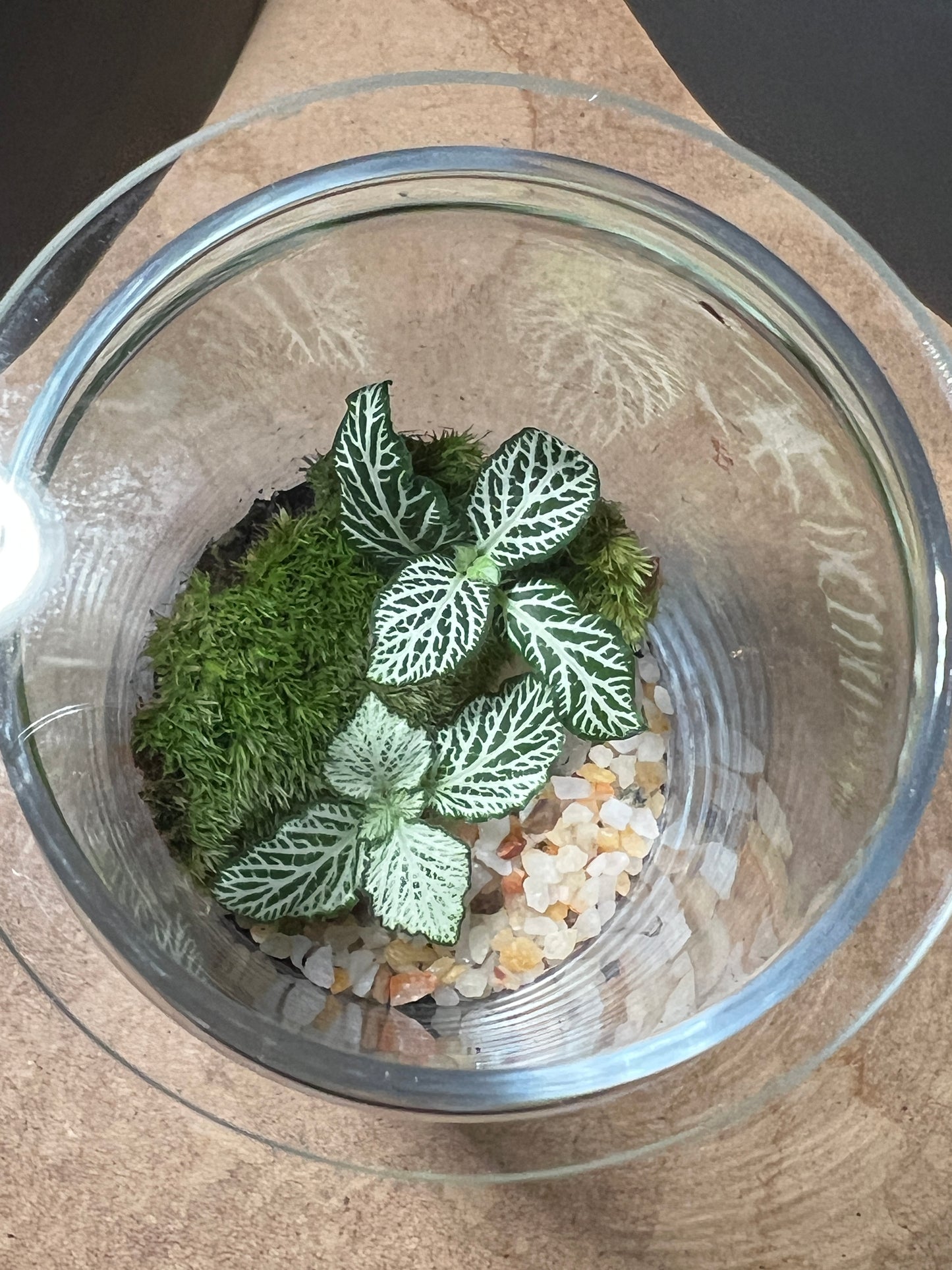 Terrarium 849