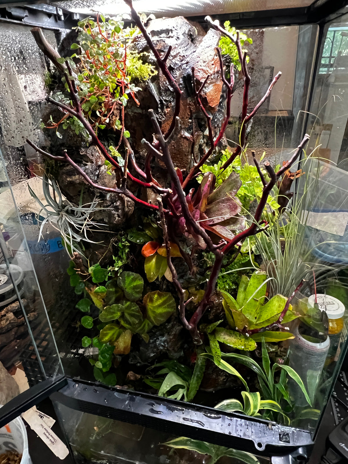 Paludarium 12x12x24