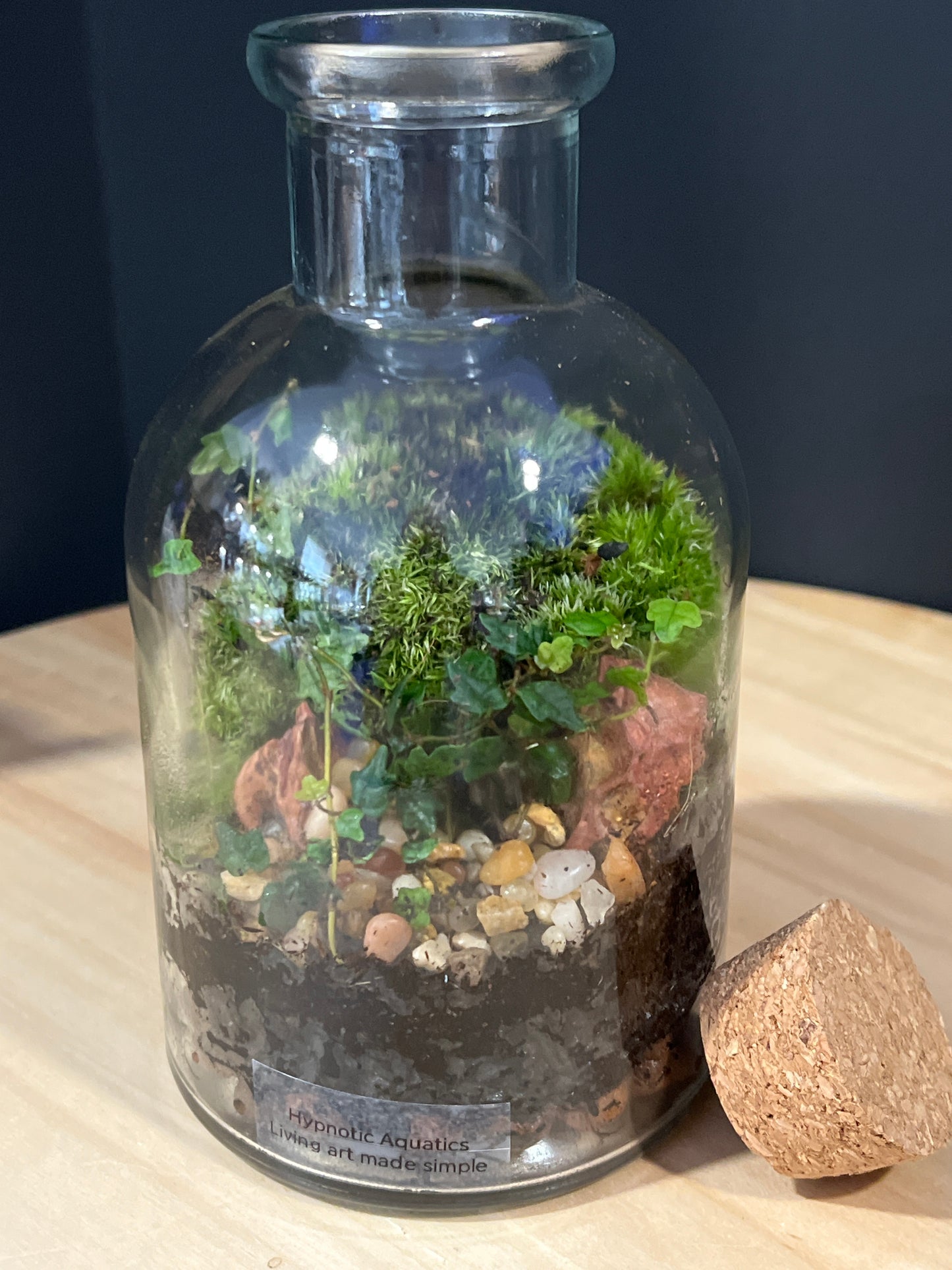 Terrarium 727