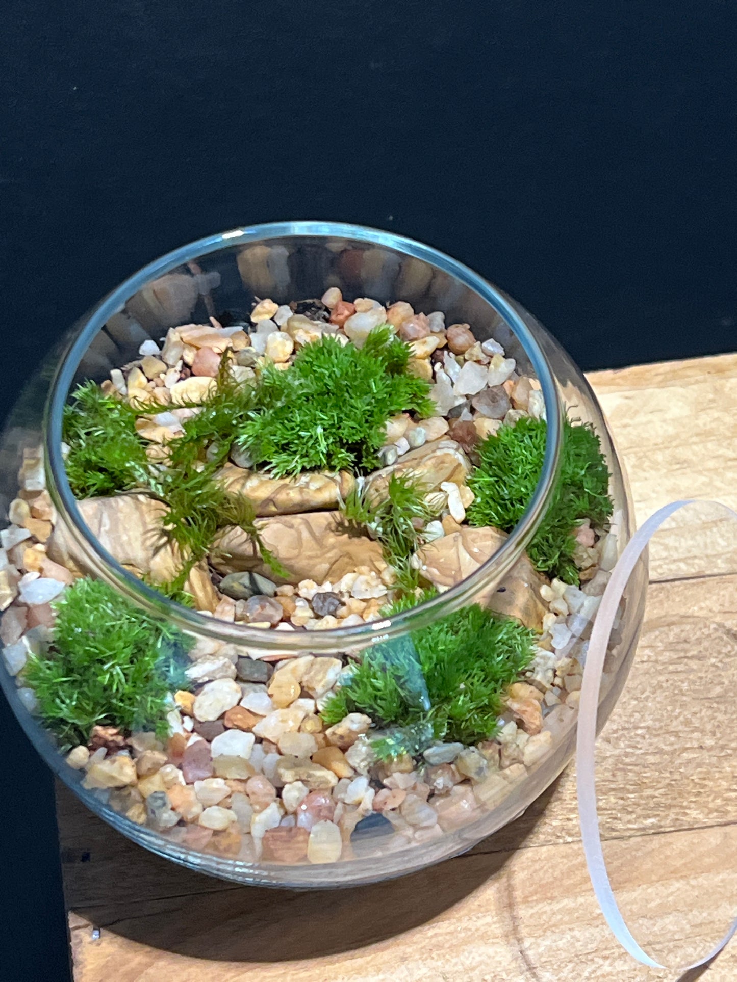 Terrarium #155