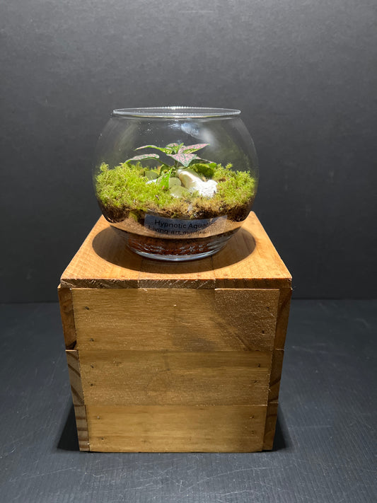 Terrarium #75