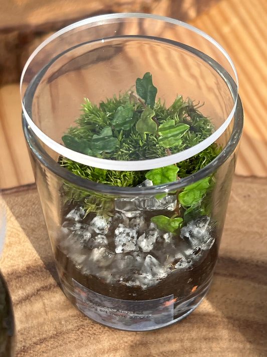 Terrarium 872