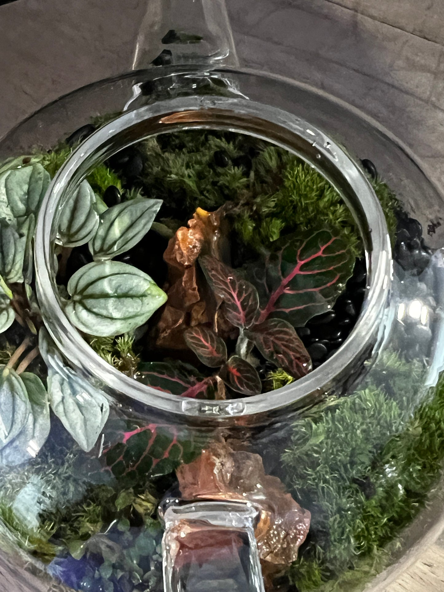 Terrarium 892