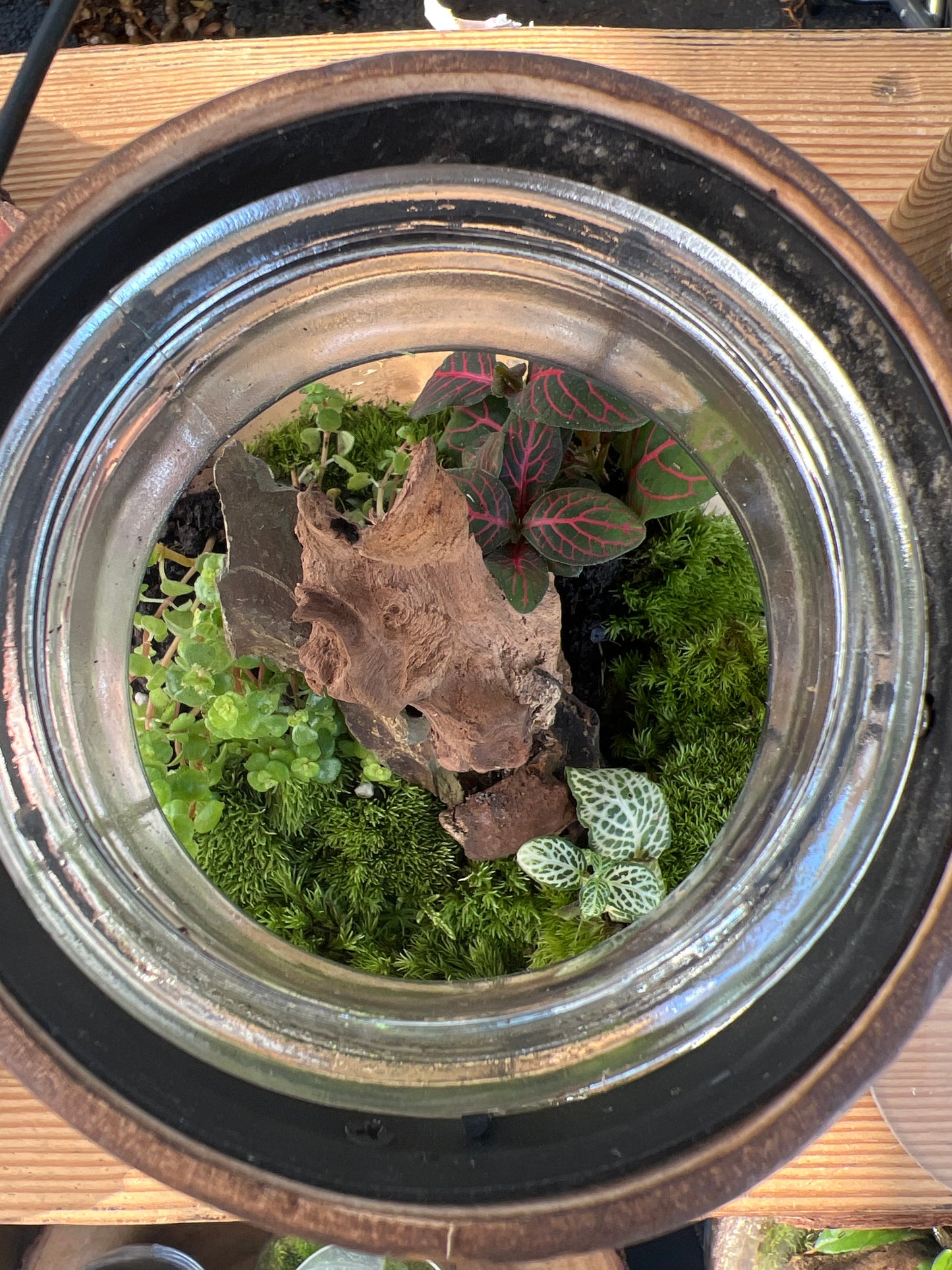 Terrarium 927