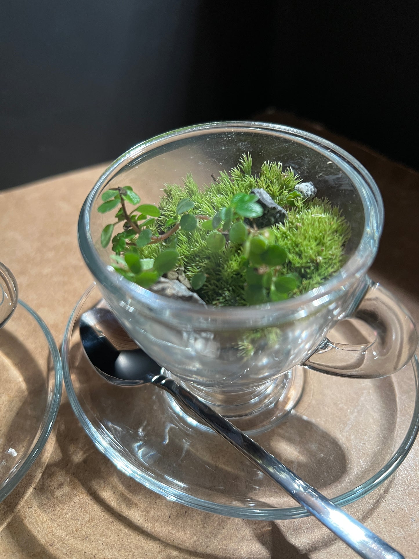 Terrarium 897 (seti)