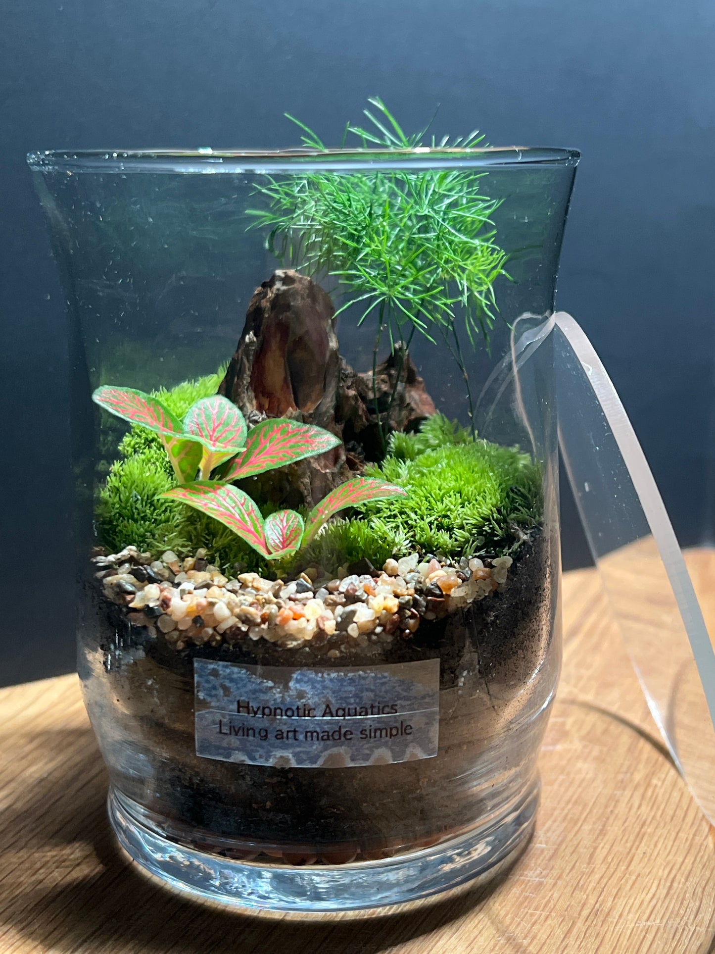 Terrarium 519