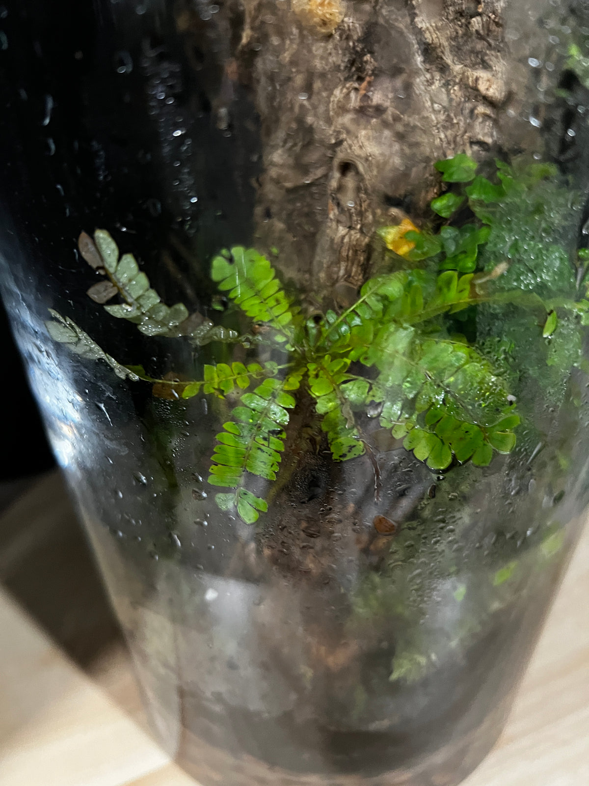Terrarium 947