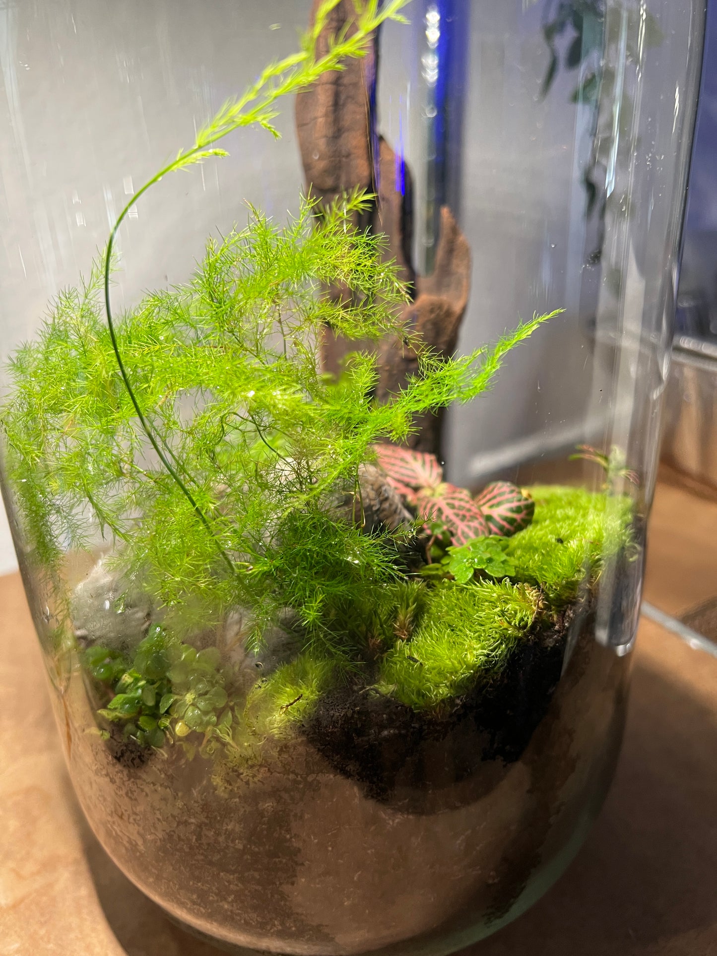 Terrarium 930
