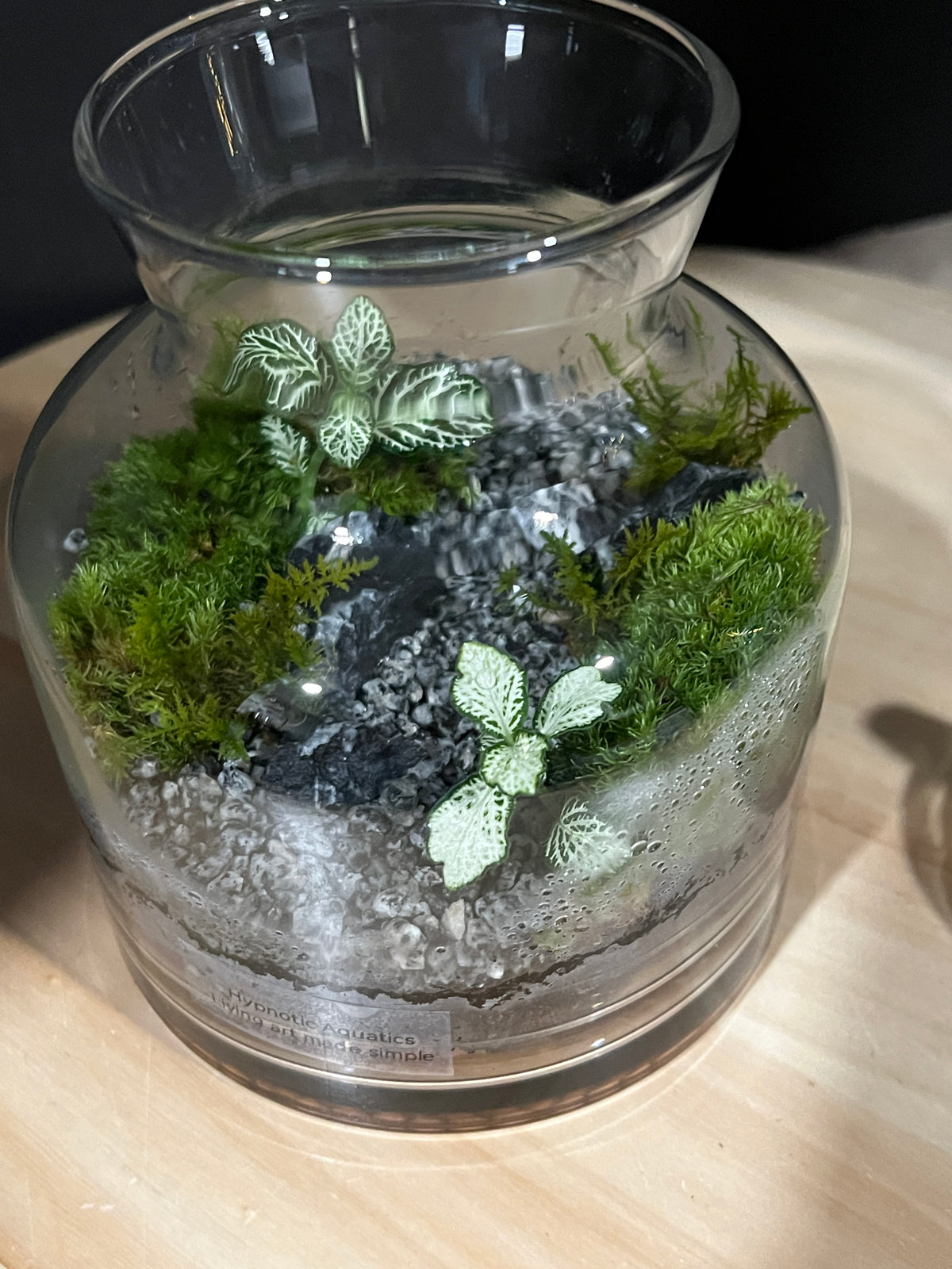 Terrarium 963