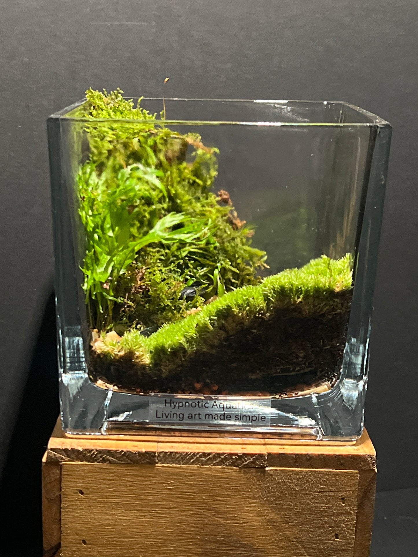 Terrarium #163