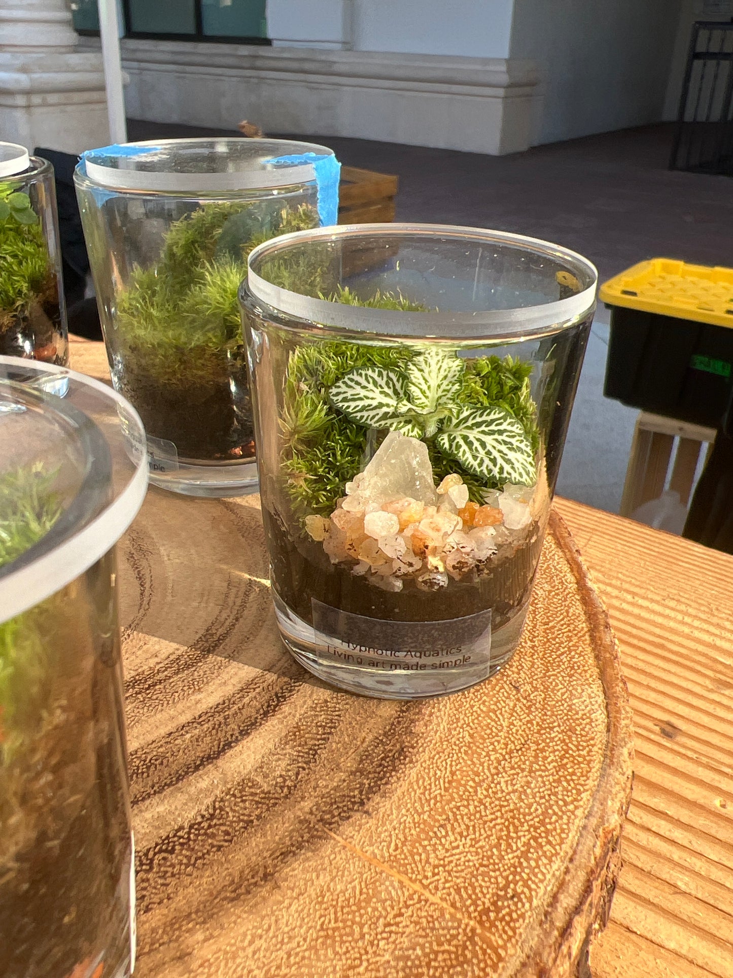 Terrarium 870