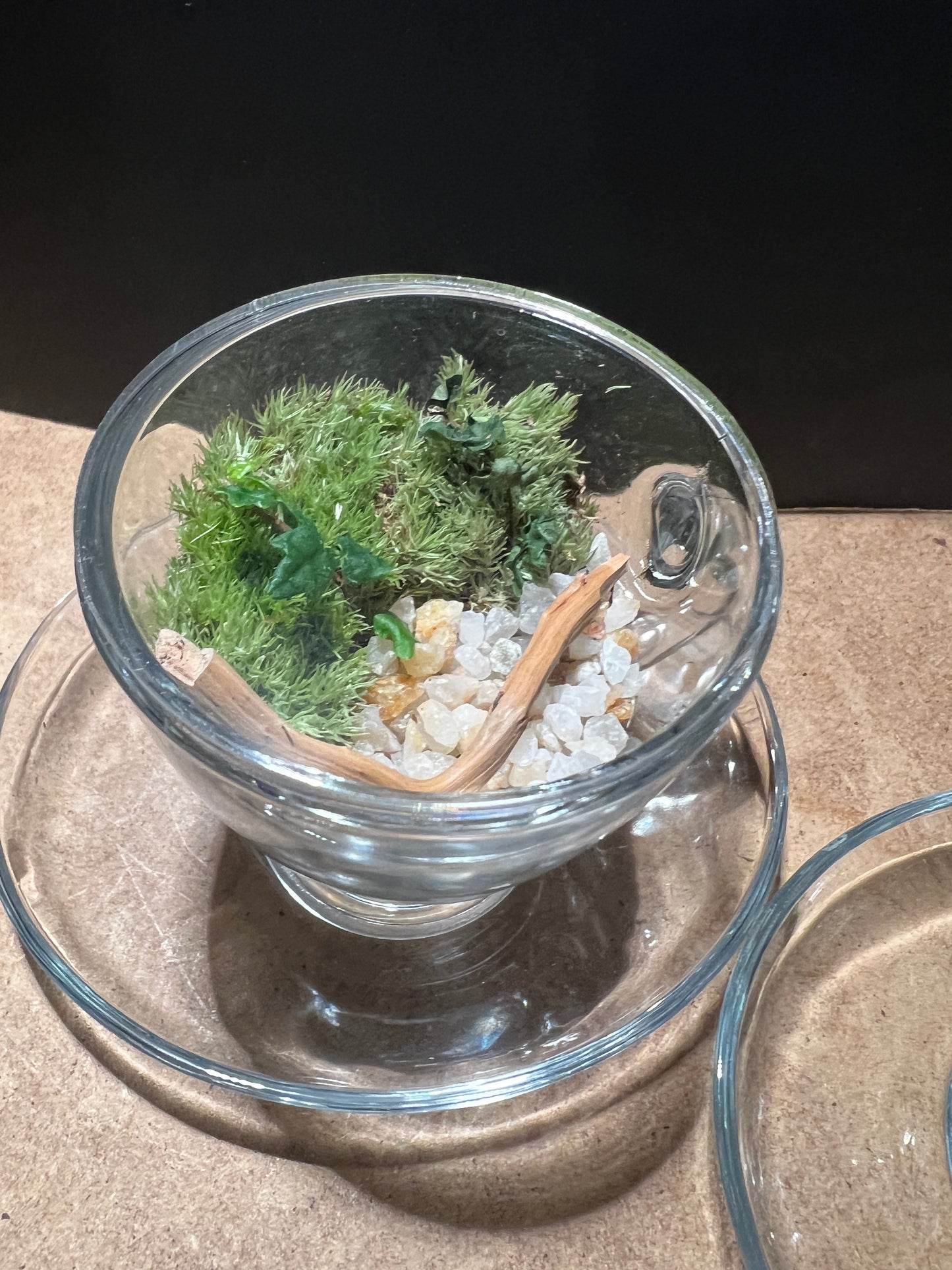 Terrarium 839 (seti)