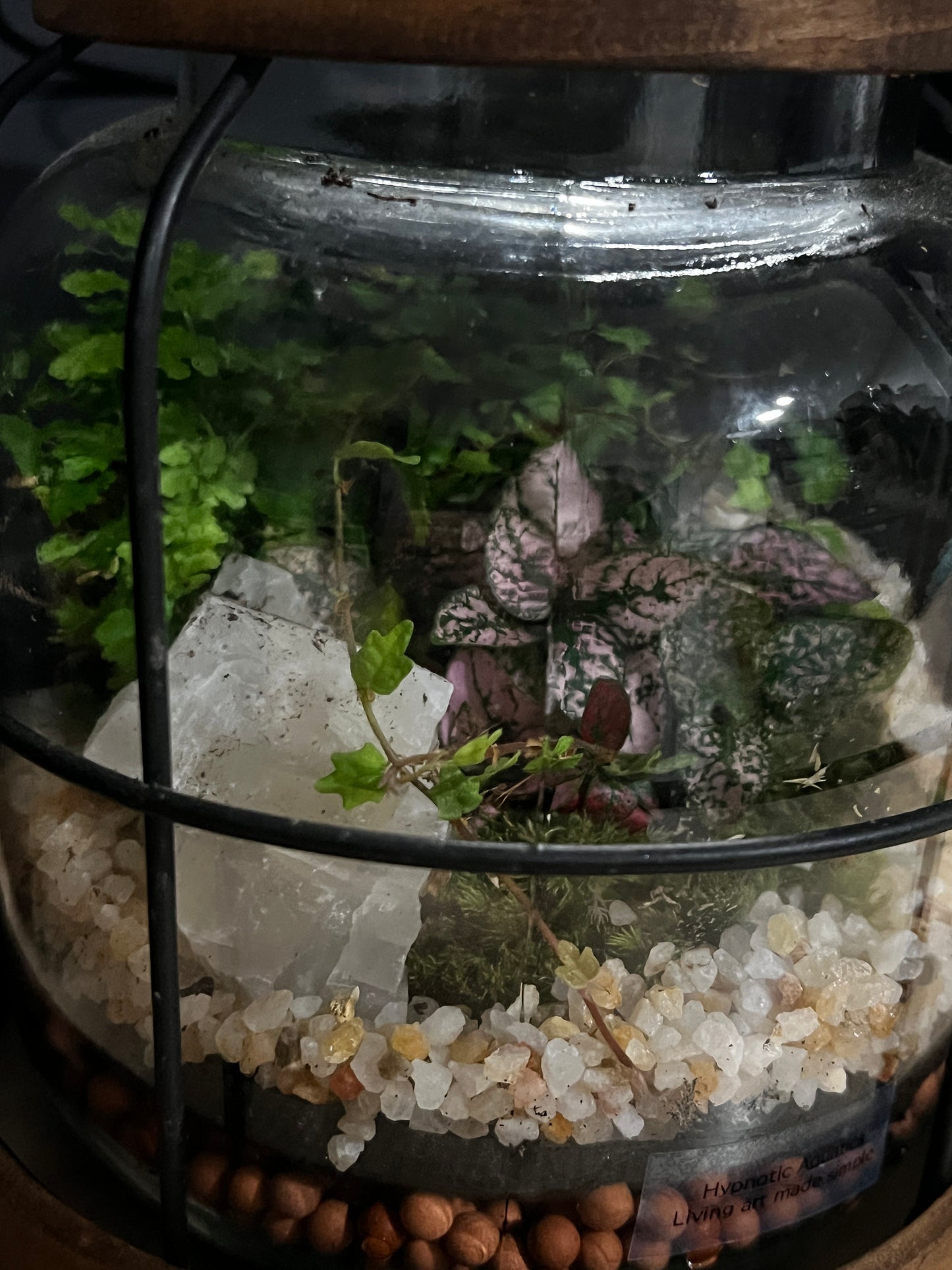 Terrarium 814