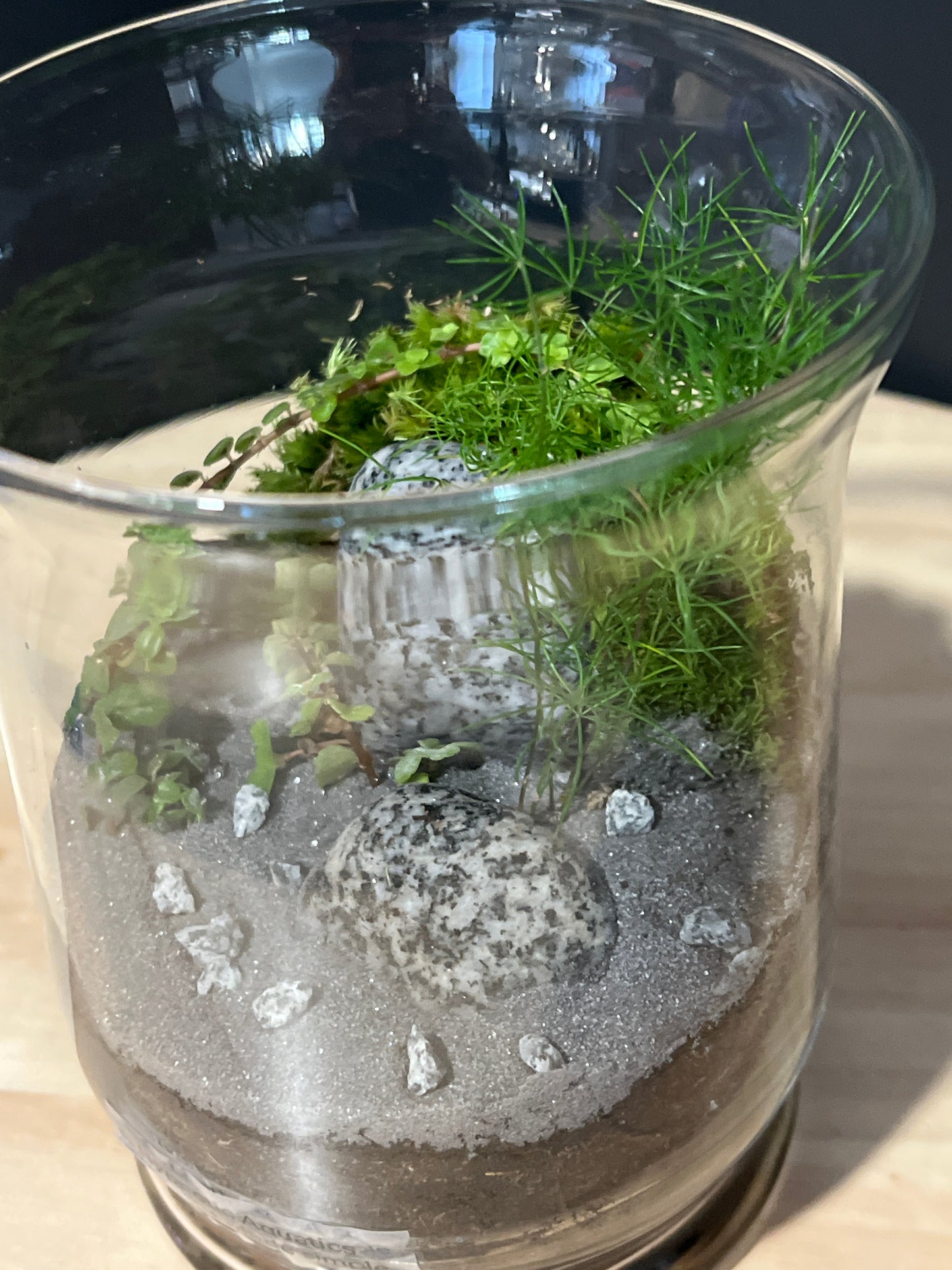 Terrarium 729