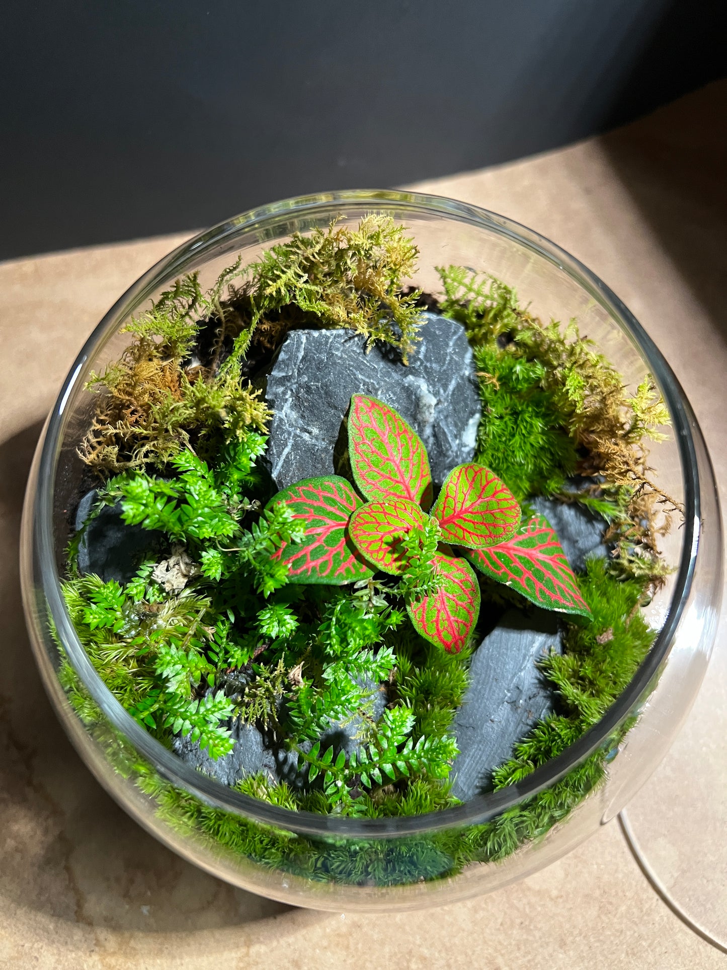 Terrarium 900