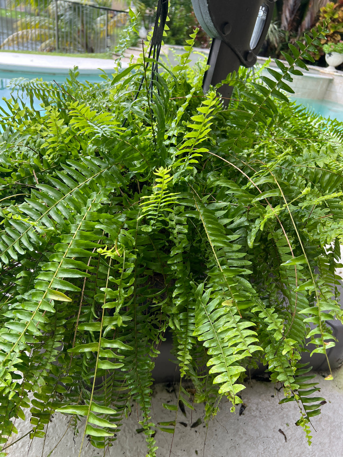 Live Plants: Boston Fern 12” Hanging
