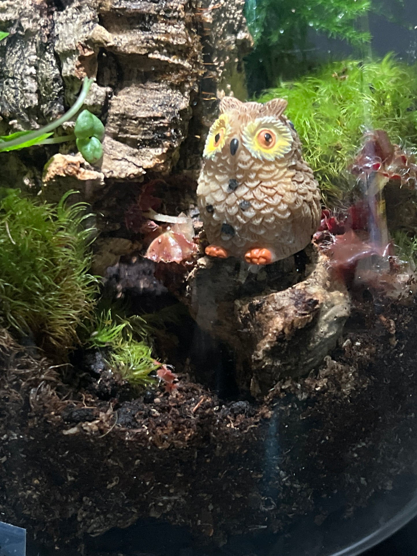 Terrarium 267